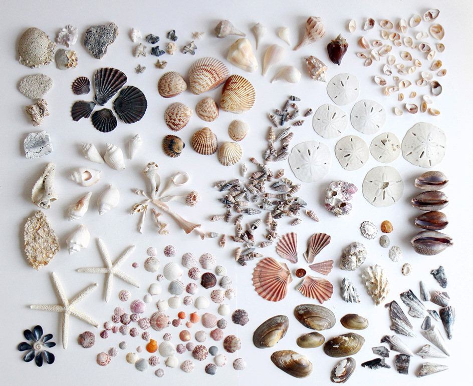 shell-collection-5