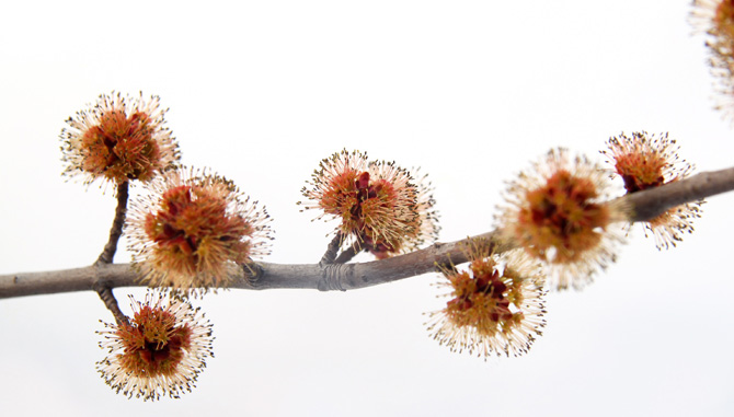 red-maple-tree-buds
