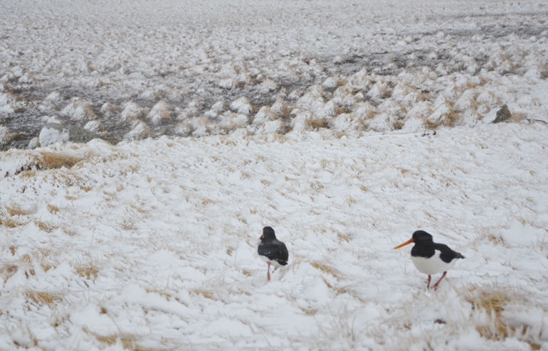 iceland-birds