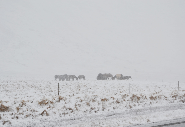 iceland-horses