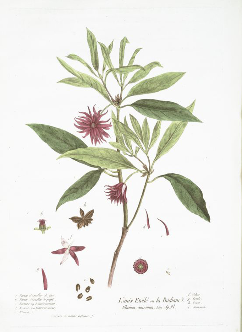 Disegno botanico, 1774