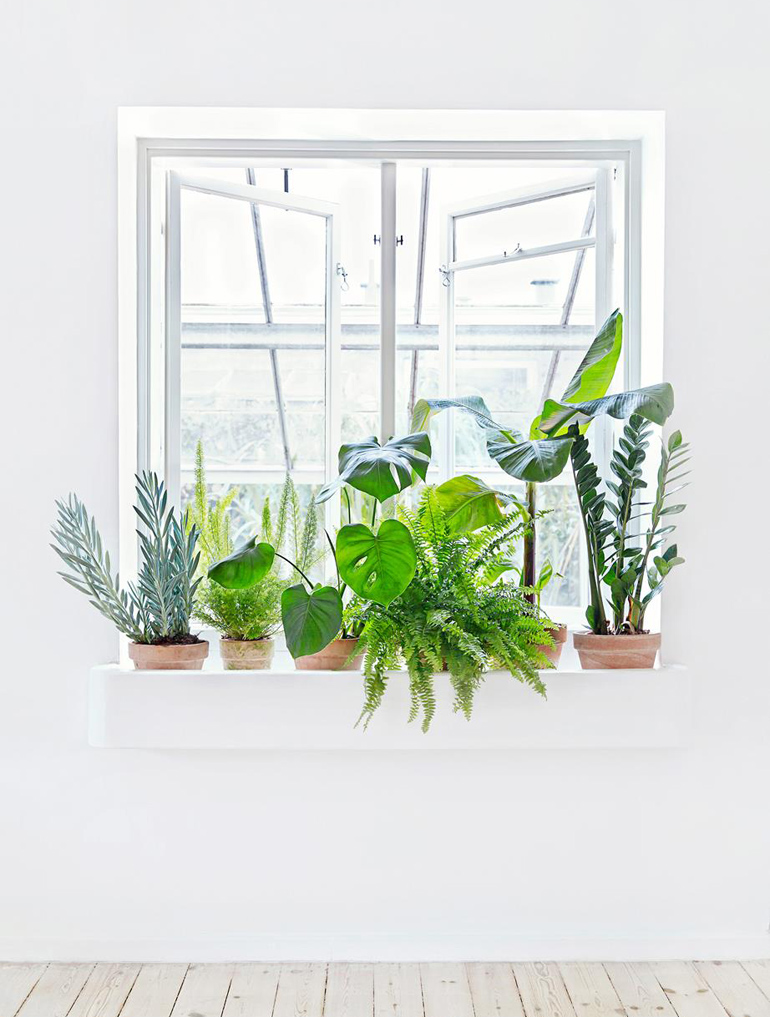 piante da appartamento