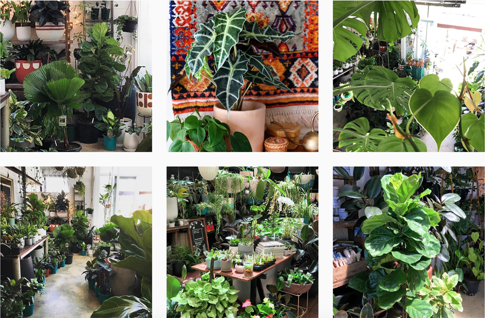 instagram-piante
