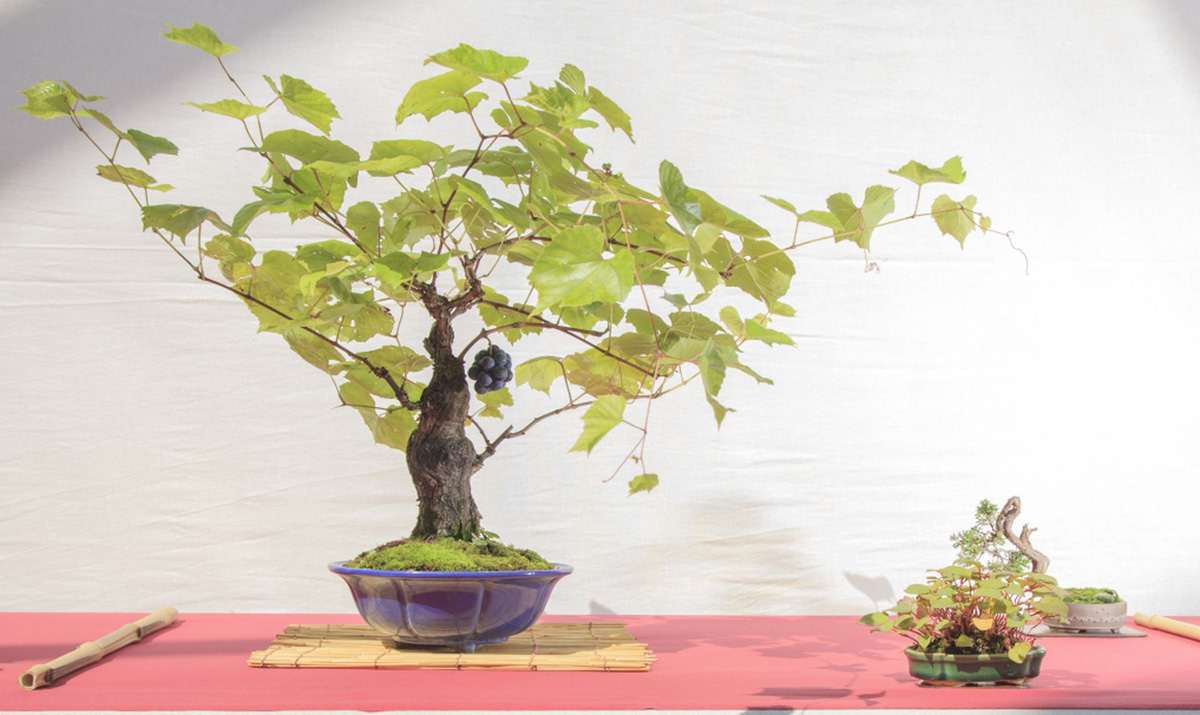 bonsai-pianta-da-compagnia